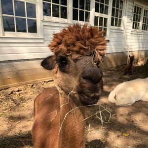 Meet your Posher, Melissa